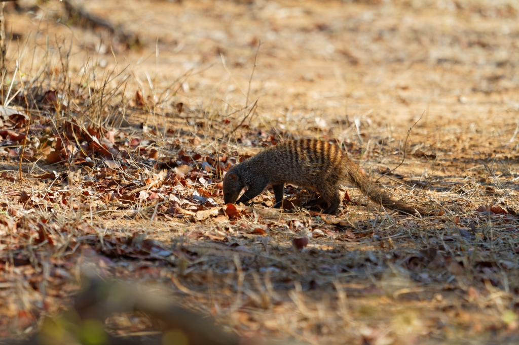 08 - Kruger NP (55)-Mangouste.jpg